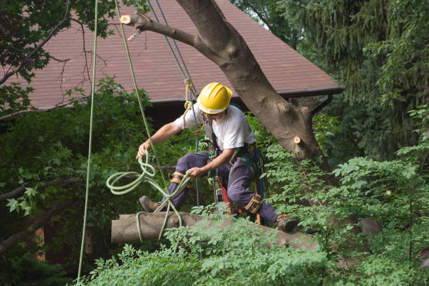 Trusted El Cerro Mission, NM Tree Care Experts